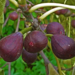 3 Super Easy To Grow Fruit Trees | Apple, Fig & Plum 10 3 Super Easy To Grow Fruit Trees | Apple, Fig & Plum -Cheap Sprout Bower Store FRU0148 1 a40cf121 4467 400e 880f 5610c172c7f5