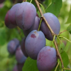 Shropshire Prune Damson Tree