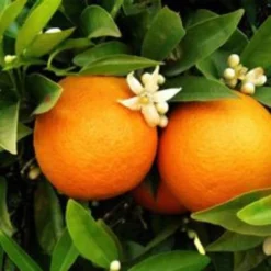 Seville Orange Tree 'Bigaradier' | Grafted Mini-Stem -Cheap Sprout Bower Store FRU0168 3