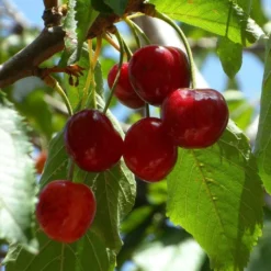 Hartland Patio Cherry Tree 5 Hartland Patio Cherry Tree -Cheap Sprout Bower Store FRU0185 1