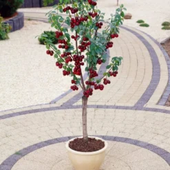Hartland Patio Cherry Tree