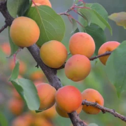 Tomcot Apricot Tree