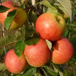Best Apple Trees For Any Purpose | Growers' Choice -Cheap Sprout Bower Store FRU0198 1 70978692 a209 4b46 8cbb 530aae2e2b83 scaled