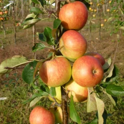 James Grieve Apple Tree | Dwarf Rootstock -Cheap Sprout Bower Store FRU0198 2 scaled