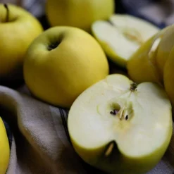 Cheap Sprout Bower Store 12 Herefordshire Russet Apple Tree
