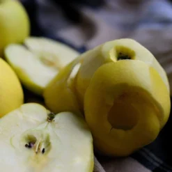 Herefordshire Russet Apple Tree -Cheap Sprout Bower Store FRU0200 2