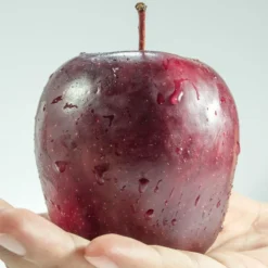 Spartan Apple Tree -Cheap Sprout Bower Store FRU0207 1