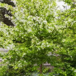 Red Windsor® Apple Tree 12 Red Windsor® Apple Tree -Cheap Sprout Bower Store FRU0210 5