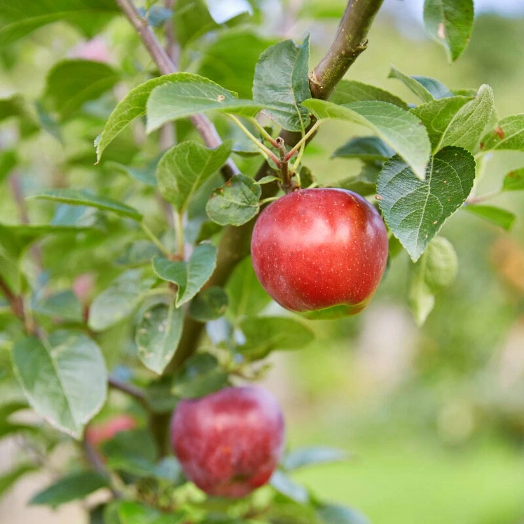 Red Windsor® Apple Tree 3 Red Windsor® Apple Tree - Image 3