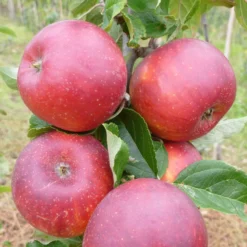 Red Windsor® Apple Tree 13 Red Windsor® Apple Tree -Cheap Sprout Bower Store FRU0211 2