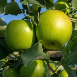Granny Smith Apple Tree
