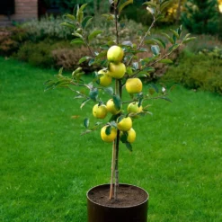 Golden Delicious Apple Tree 11 Golden Delicious Apple Tree -Cheap Sprout Bower Store FRU0228 3