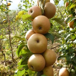 Best Apple Trees For Any Purpose | Growers' Choice -Cheap Sprout Bower Store FRU0241 1 c43ea40e e824 4bf5 b169 8efa7582996d