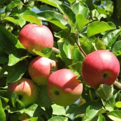 Best Apple Trees For Any Purpose | Growers' Choice -Cheap Sprout Bower Store FRU0242 4 c500f52f b719 4fa0 ab61 312d2fff07b4