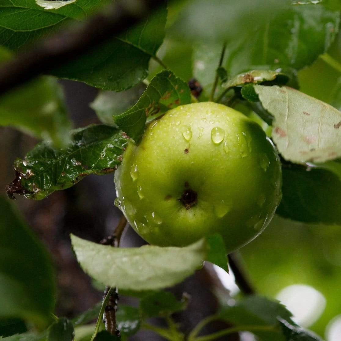 Bramley's Seedling Apple Tree 3 Bramley's Seedling Apple Tree - Image 3