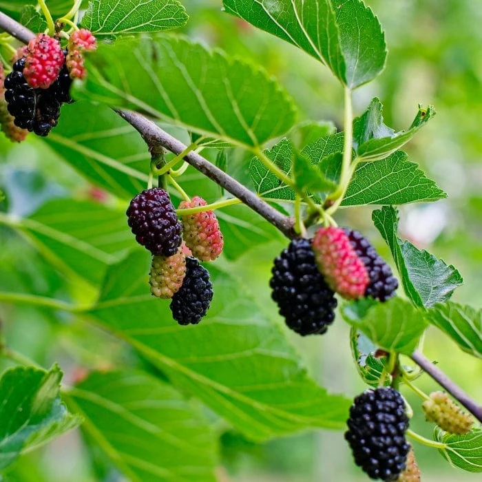 'King James' Mulberry Tree | Morus Nigra 2 'King James' Mulberry Tree | Morus Nigra - Image 2