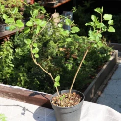 'King James' Mulberry Tree | Morus Nigra 10 'King James' Mulberry Tree | Morus Nigra -Cheap Sprout Bower Store FRU0380 3