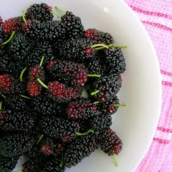 'King James' Mulberry Tree | Morus Nigra 13 'King James' Mulberry Tree | Morus Nigra -Cheap Sprout Bower Store FRU0380 4