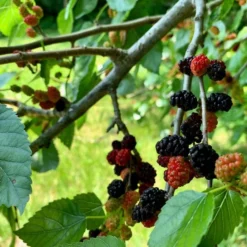 'King James' Mulberry Tree | Morus Nigra 12 'King James' Mulberry Tree | Morus Nigra -Cheap Sprout Bower Store FRU0380 5
