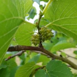 'King James' Mulberry Tree | Morus Nigra 11 'King James' Mulberry Tree | Morus Nigra -Cheap Sprout Bower Store FRU0380 7