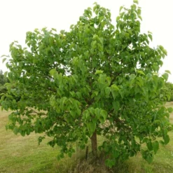 'King James' Mulberry Tree | Morus Nigra 14 'King James' Mulberry Tree | Morus Nigra -Cheap Sprout Bower Store FRU0380 8