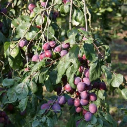 'Rivers Early Prolific' Plum Tree 6 'Rivers Early Prolific' Plum Tree -Cheap Sprout Bower Store FRU0437 2