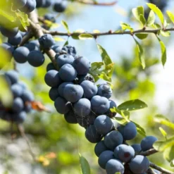 'Southampton Selection' Sloe Tree -Cheap Sprout Bower Store FRU0441 1 94791b2e dddb 4211 925f a0c8780559d0