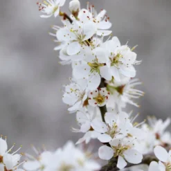 'Southampton Selection' Sloe Tree -Cheap Sprout Bower Store FRU0441 3 2457e5ec c895 4c69 8f4b f2f32ae67a0e