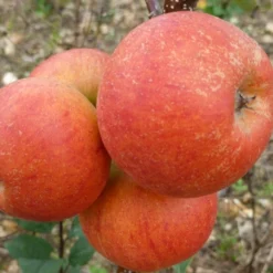 'Rubinette' Apple Tree