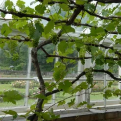 Cheap Sprout Bower Store -Cheap Sprout Bower Store FRU0492 2