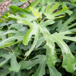 'Little Miss Figgy' Patio Fig Tree -Cheap Sprout Bower Store FRU0502 2