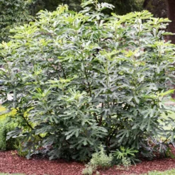 'Little Miss Figgy' Patio Fig Tree -Cheap Sprout Bower Store FRU0502 3