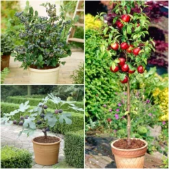 Cheap Sprout Bower Store 23 The 3 Best Fruits To Grow In Pots | Nectarine, Fig & Blueberry
