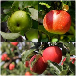 Cross-Pollinating Apple Collection | Bramley, Gala & Discovery