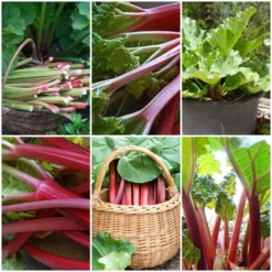 Full Season Rhubarb Collection