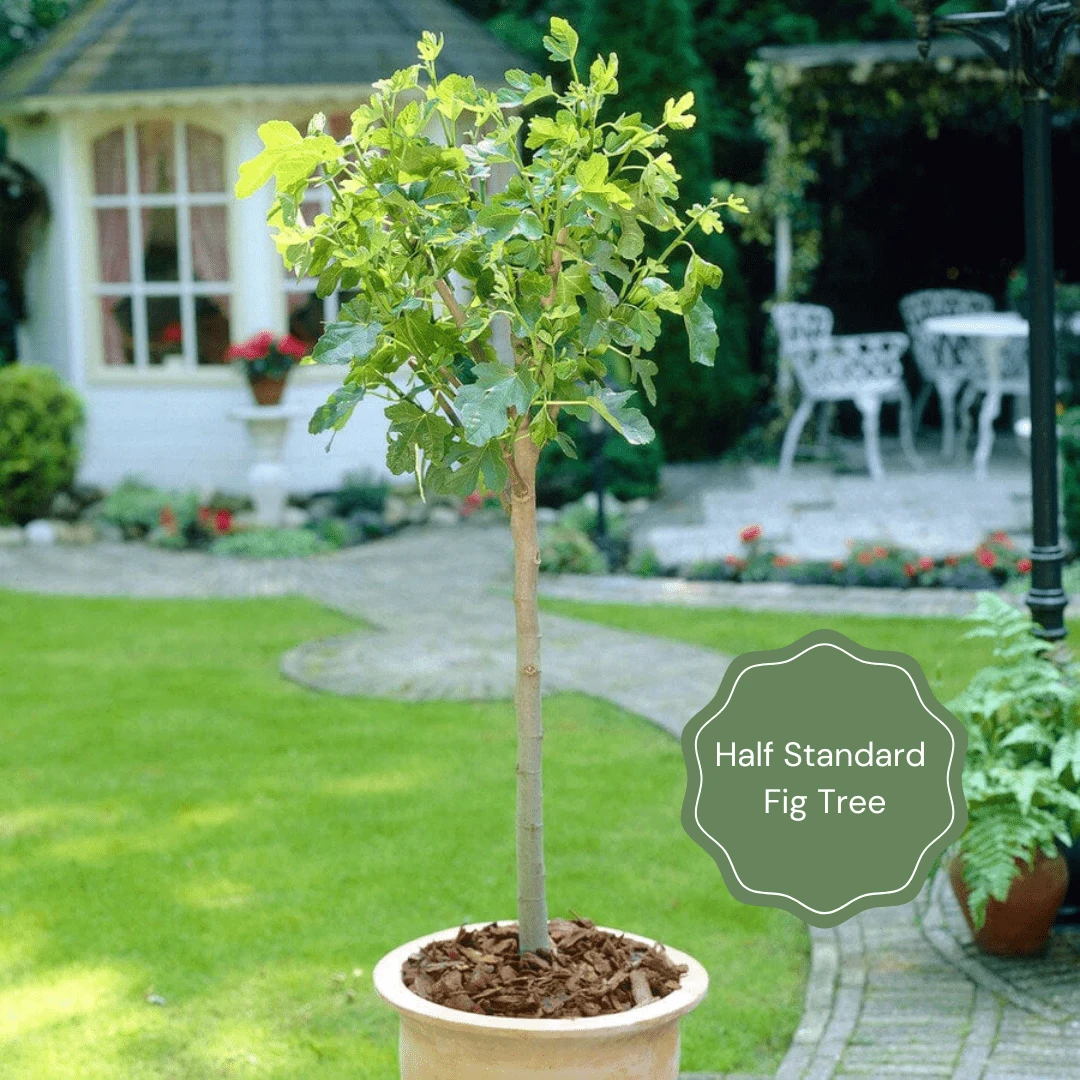 UK Hardy Fig Tree | 'Brown Turkey' 2 UK Hardy Fig Tree | 'Brown Turkey' - Image 2