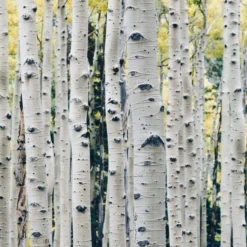 Himalayan Birch Tree | Betula Utilis Jacquemontii