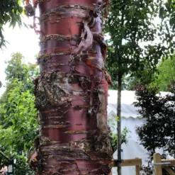 Single Stem Tibetan Cherry Tree | Prunus Serrula -Cheap Sprout Bower Store IMG 2542 1