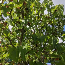 Repsime Mulberry Tree 9 Repsime Mulberry Tree -Cheap Sprout Bower Store IMG 20200726 121446 scaled