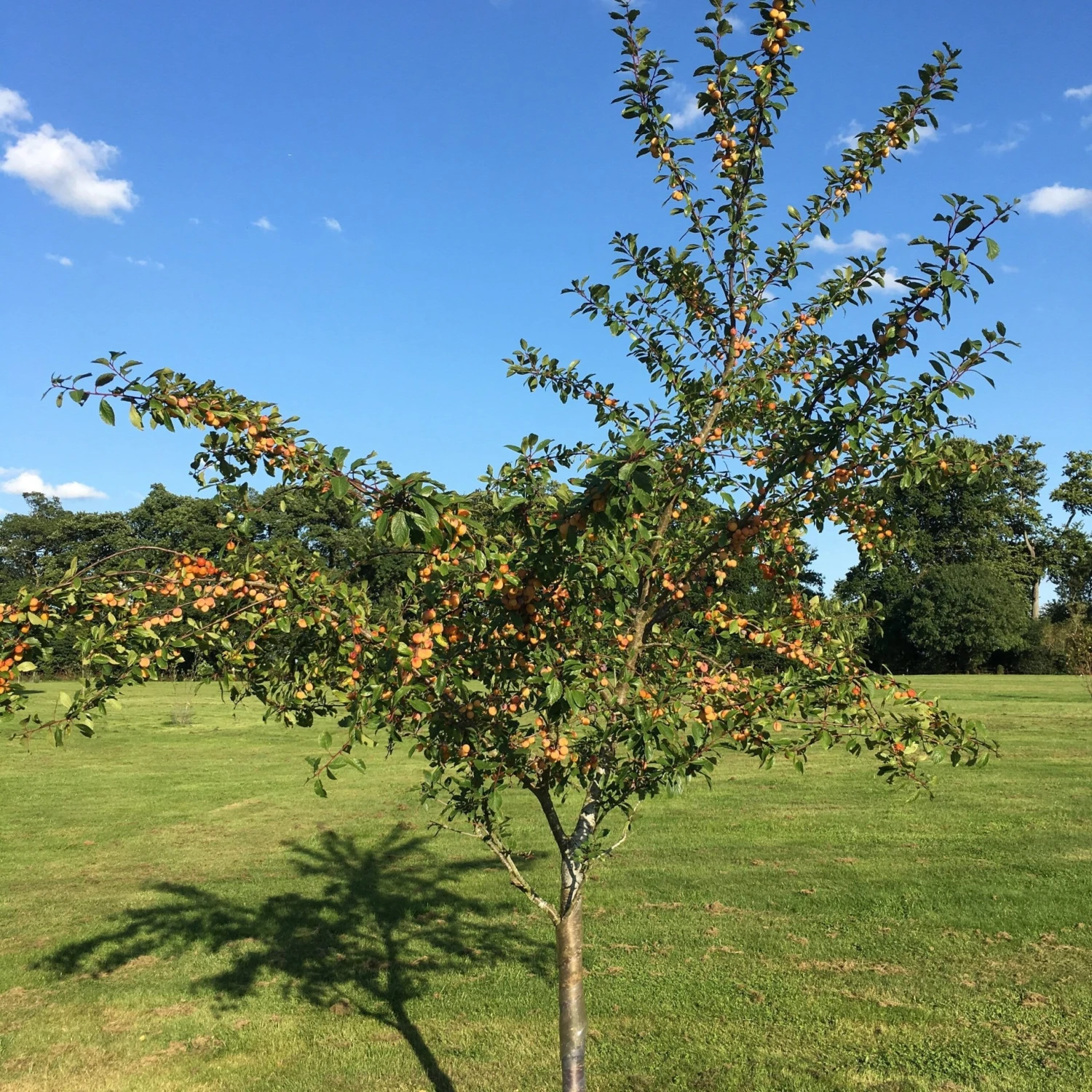 Mirabelle De Nancy Plum Tree 8 Mirabelle De Nancy Plum Tree - Image 8