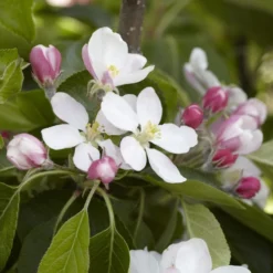 James Grieve Apple Tree | Dwarf Rootstock -Cheap Sprout Bower Store JamesGrieveappleblossom