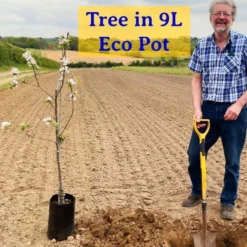 Repsime Mulberry Tree 12 Repsime Mulberry Tree -Cheap Sprout Bower Store JohnEcoPot2 b192cc20 176f 4073 a60b 382917b272ad