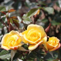 'Laura Ford' Patio Climbing Rose