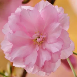 Kurilensis Ruby' Cherry Blossom Tree | Prunus Nipponica -Cheap Sprout Bower Store Nipponica 3