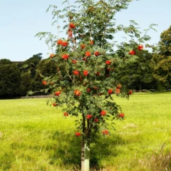 Mountain Ash Rowan Tree | Sorbus Aucuparia 18 Mountain Ash Rowan Tree | Sorbus Aucuparia -Cheap Sprout Bower Store ORN0009 6