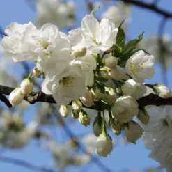 Weeping Yoshino Cherry Blossom Tree | Prunus Yedoensis -Cheap Sprout Bower Store ORN0027 3