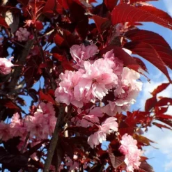Purple Leaf Cherry Blossom Tree | Prunus Serrulata 'Royal Burgundy' 9 Purple Leaf Cherry Blossom Tree | Prunus Serrulata 'Royal Burgundy' -Cheap Sprout Bower Store ORN0032 1