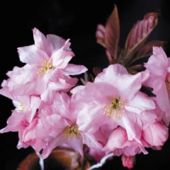 Purple Leaf Cherry Blossom Tree | Prunus Serrulata 'Royal Burgundy' 13 Purple Leaf Cherry Blossom Tree | Prunus Serrulata 'Royal Burgundy' -Cheap Sprout Bower Store ORN0032 2