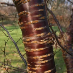 Single Stem Tibetan Cherry Tree | Prunus Serrula -Cheap Sprout Bower Store ORN0034 2