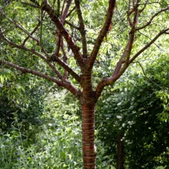 Single Stem Tibetan Cherry Tree | Prunus Serrula